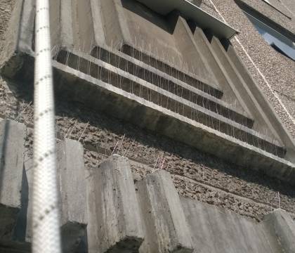 Galambtüske párkányra