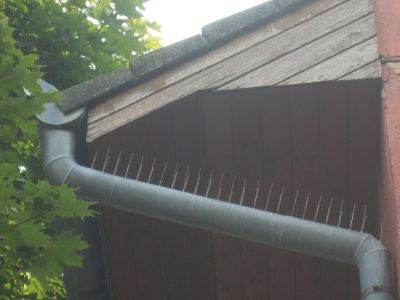 Galambok elleni védőtüskézés